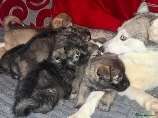 Mixed Breed dogs Siberian husky + Rus A Pei - Advert 3