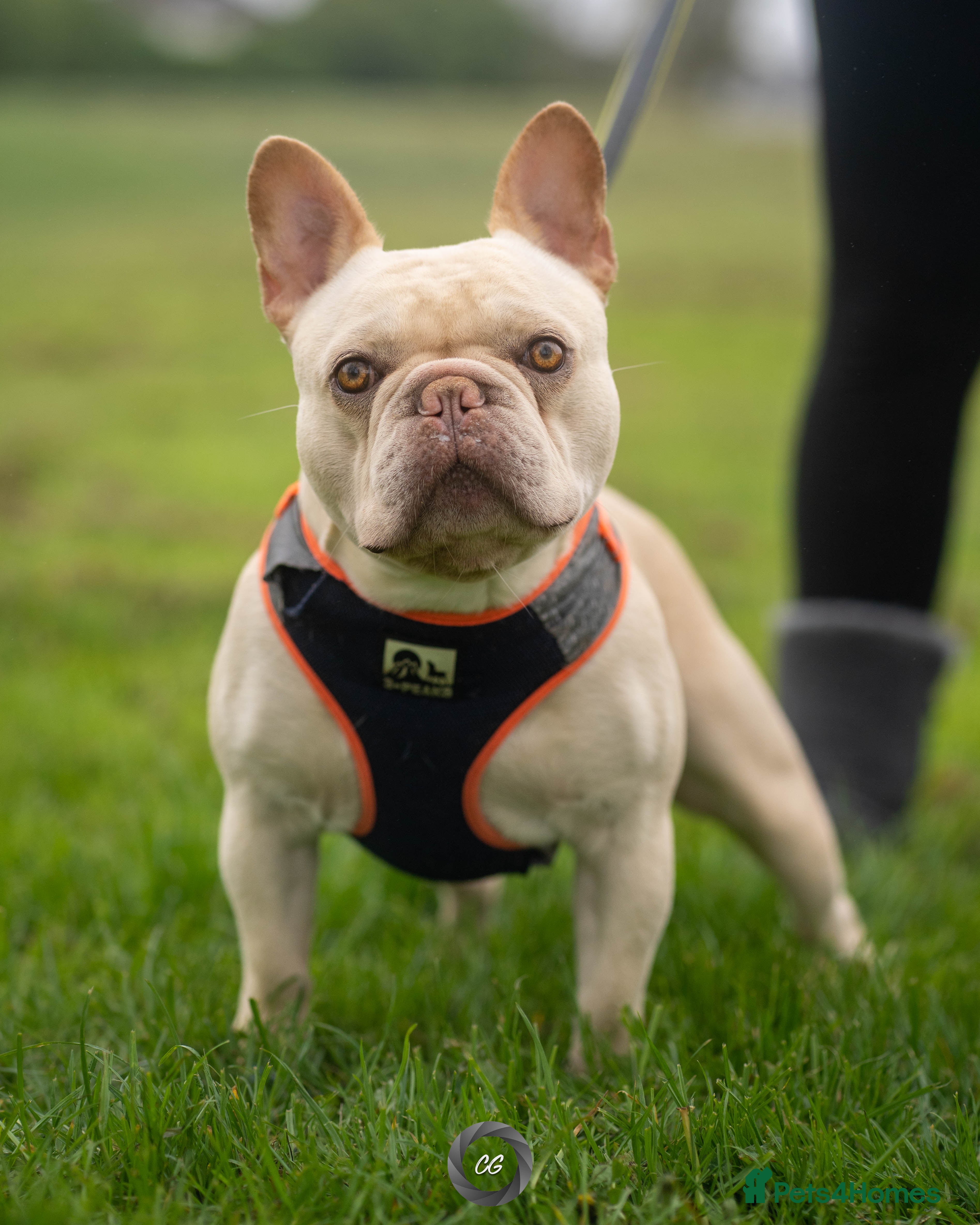 French Bulldog dogs Platnium pretty boy  in Middlesbrough - Advert 22