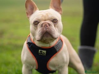 French Bulldog dogs in Middlesbrough - Advert 8