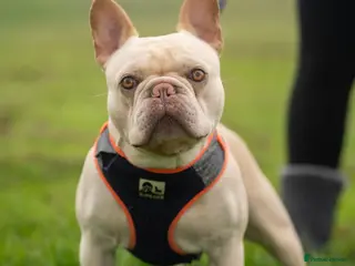 French Bulldog dogs Platnium pretty boy in Middlesbrough - Advert 22