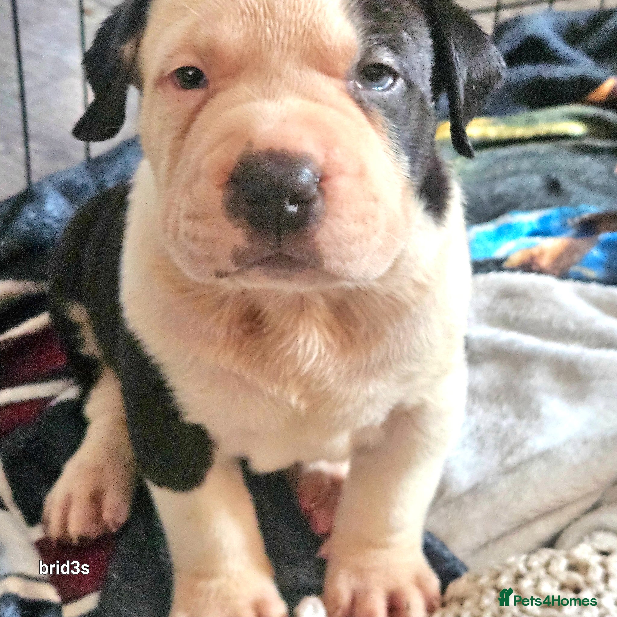 Mixed Breed dogs Sharpei x American bulldog pups - Advert 5