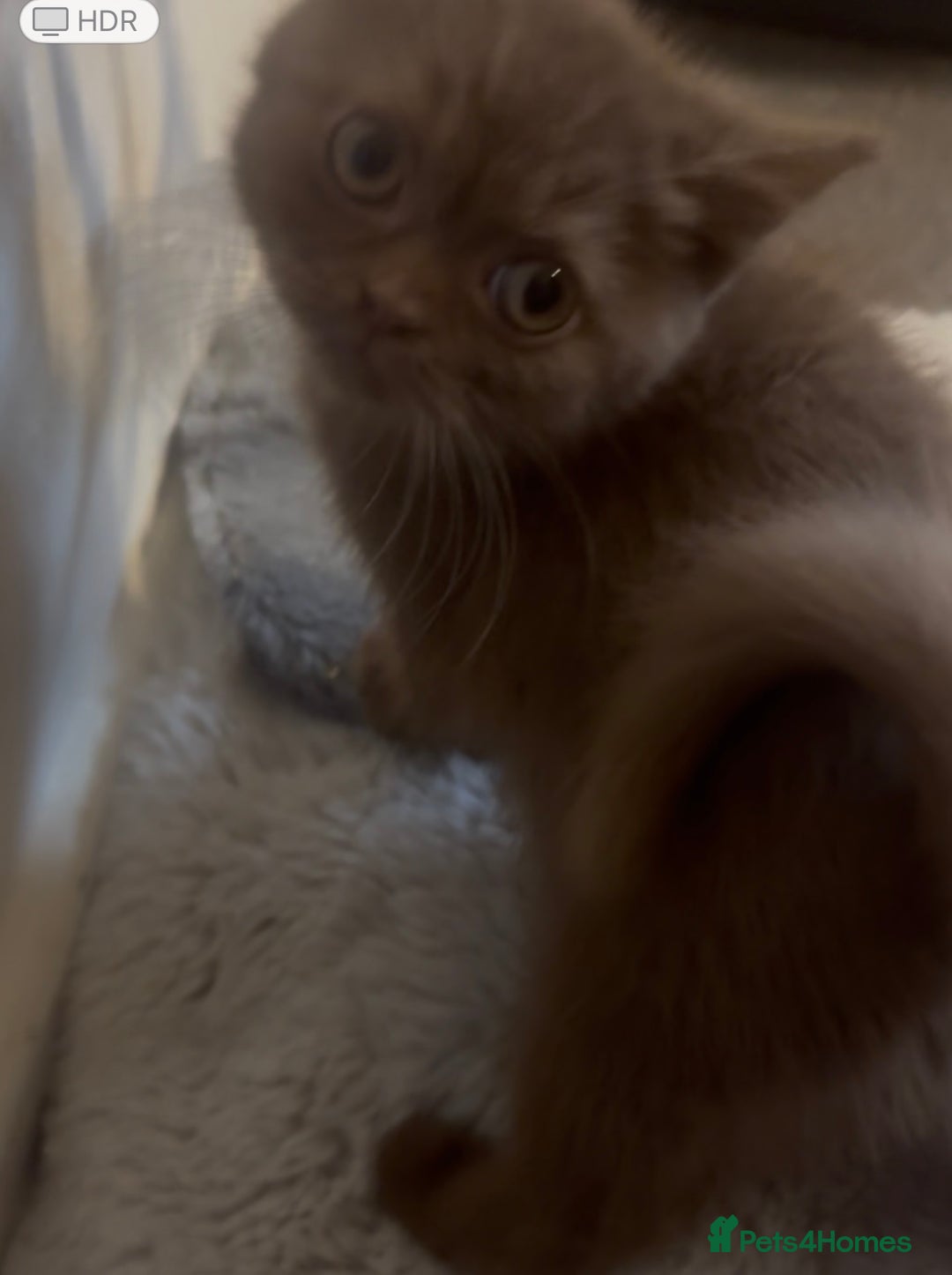 British Shorthair cats for sale: Beautiful bsh kittens available for forever homes  - Image 6