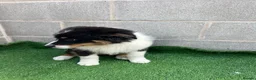 Australian Shepherd dogs for sale: Kc registered male Australian Shepherd Puppy - Advert 11