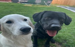 Goldador dogs for sale: Puppies- Goldadors (Golden retriever) (Labrador)  - Image 9