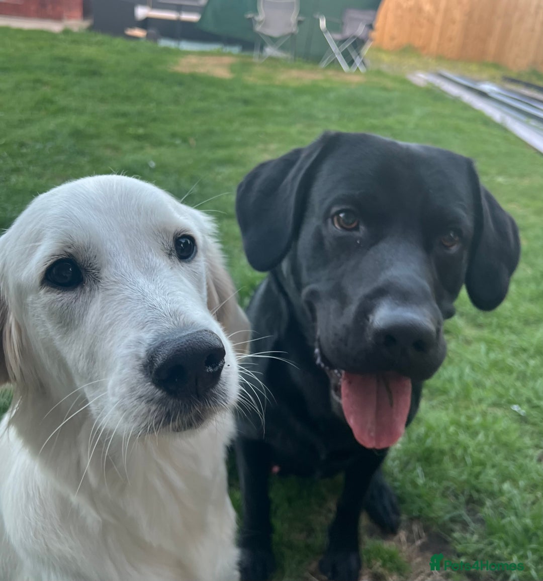 Goldador dogs for sale: Puppies- Goldadors (Golden retriever) (Labrador)  - Image 9