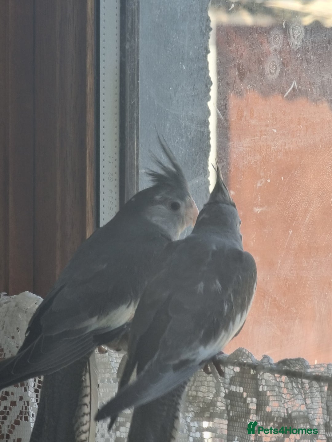 Cockatiels birds for sale: 2 hand reared 10 week old cockatiels  - Image 3