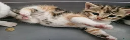 Mixed Breed cats for sale: Mixed breed kittens - Advert 17