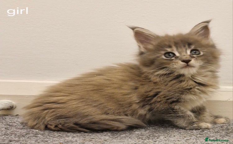 Maine Coon cats - Advert 8