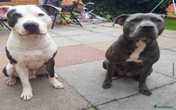 Staffordshire Bull Terrier dogs for sale: Beautiful blue Staffordshire bull terrier puppies  - Image 15