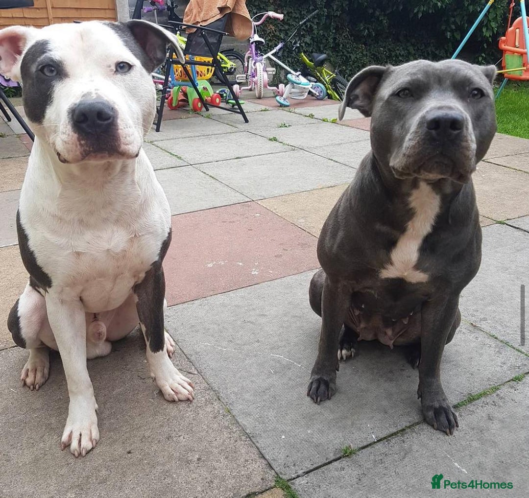 Staffordshire Bull Terrier dogs for sale: Beautiful blue Staffordshire bull terrier puppies  - Image 15
