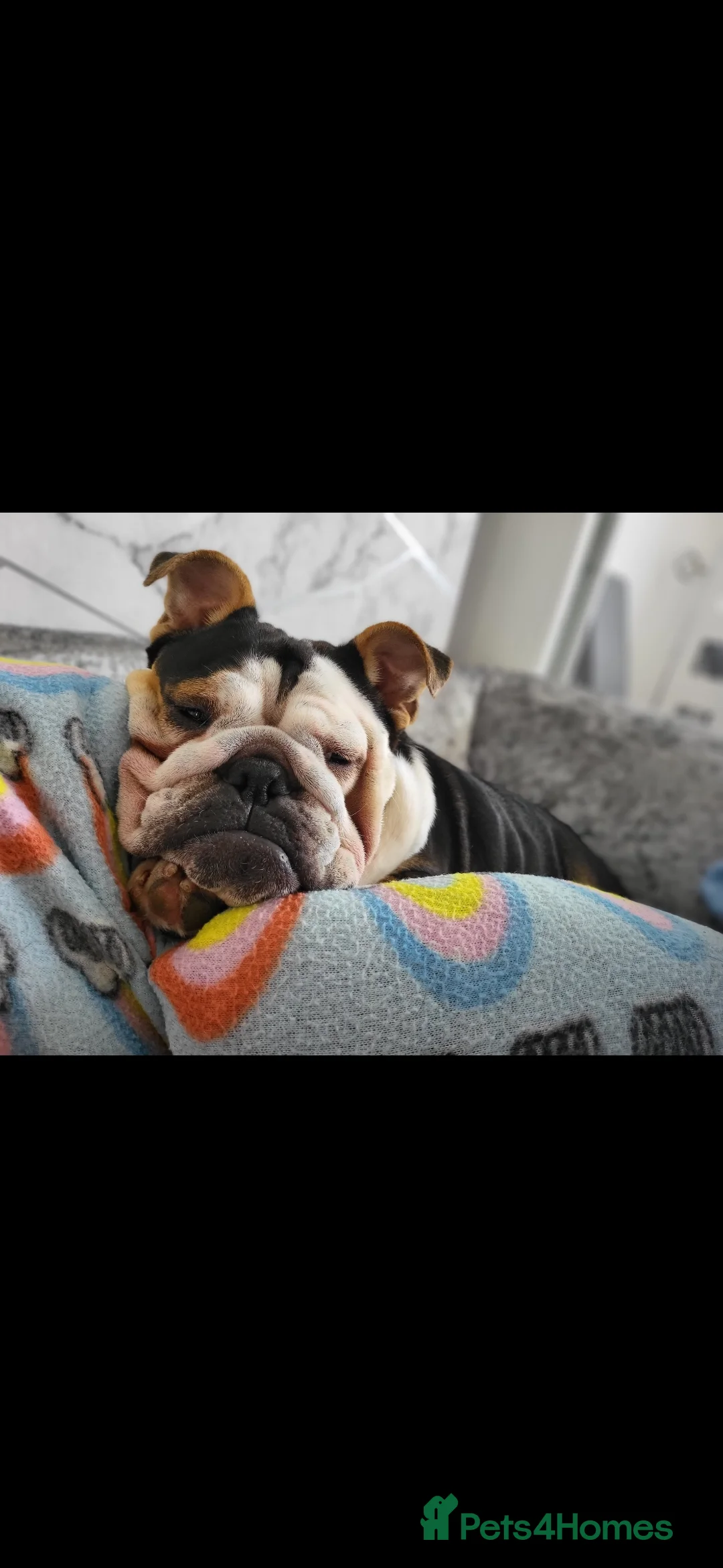 English Bulldog dogs for sale: Beautiful vera - Advert 1