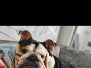 English Bulldog dogs Beautiful vera - Advert 10