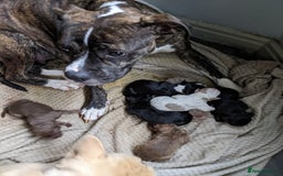 Mixed Breed dogs for sale: Frenchie cross - Image 8