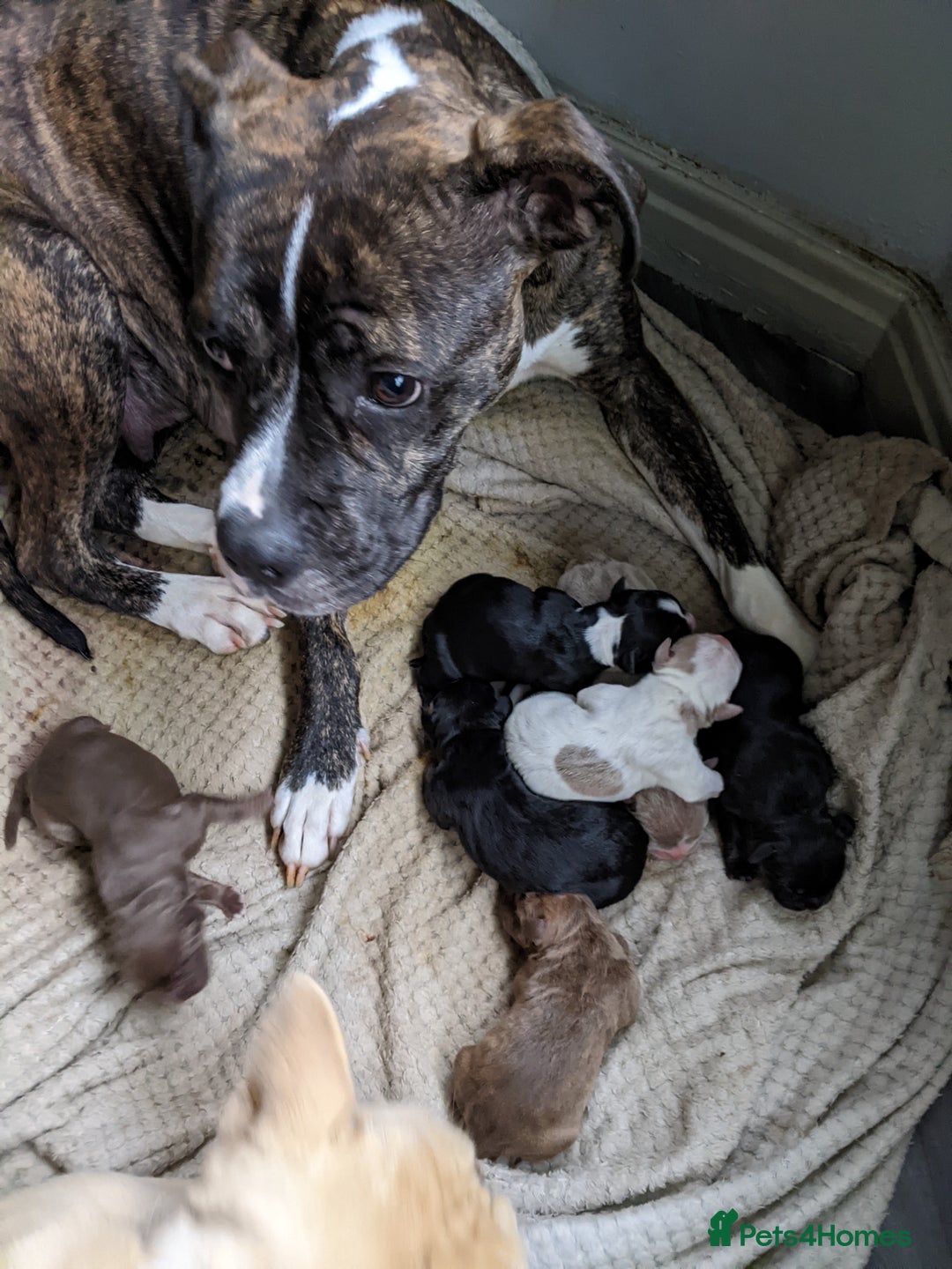 Mixed Breed dogs for sale: Frenchie cross - Image 8