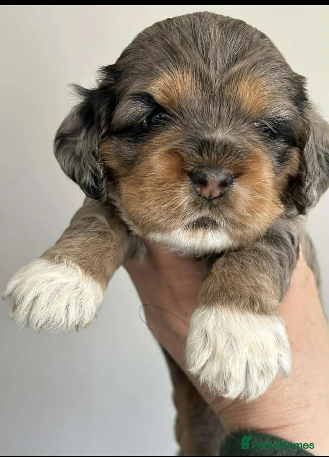 Cockapoo dogs for stud: unique and beautiful f3 american cockapoo stud - Advert 27