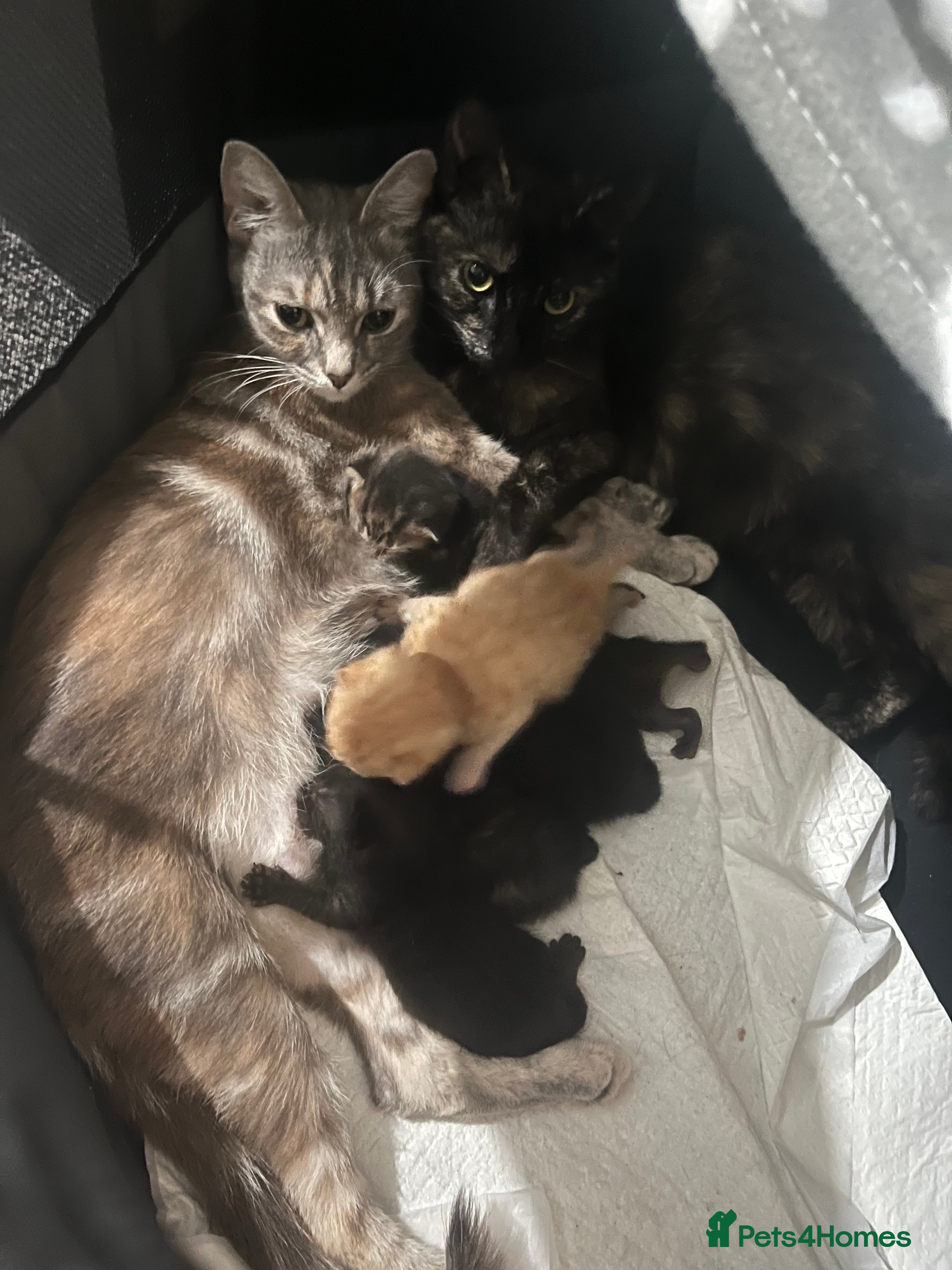 Mixed Breed cats Kittens  - Advert 1