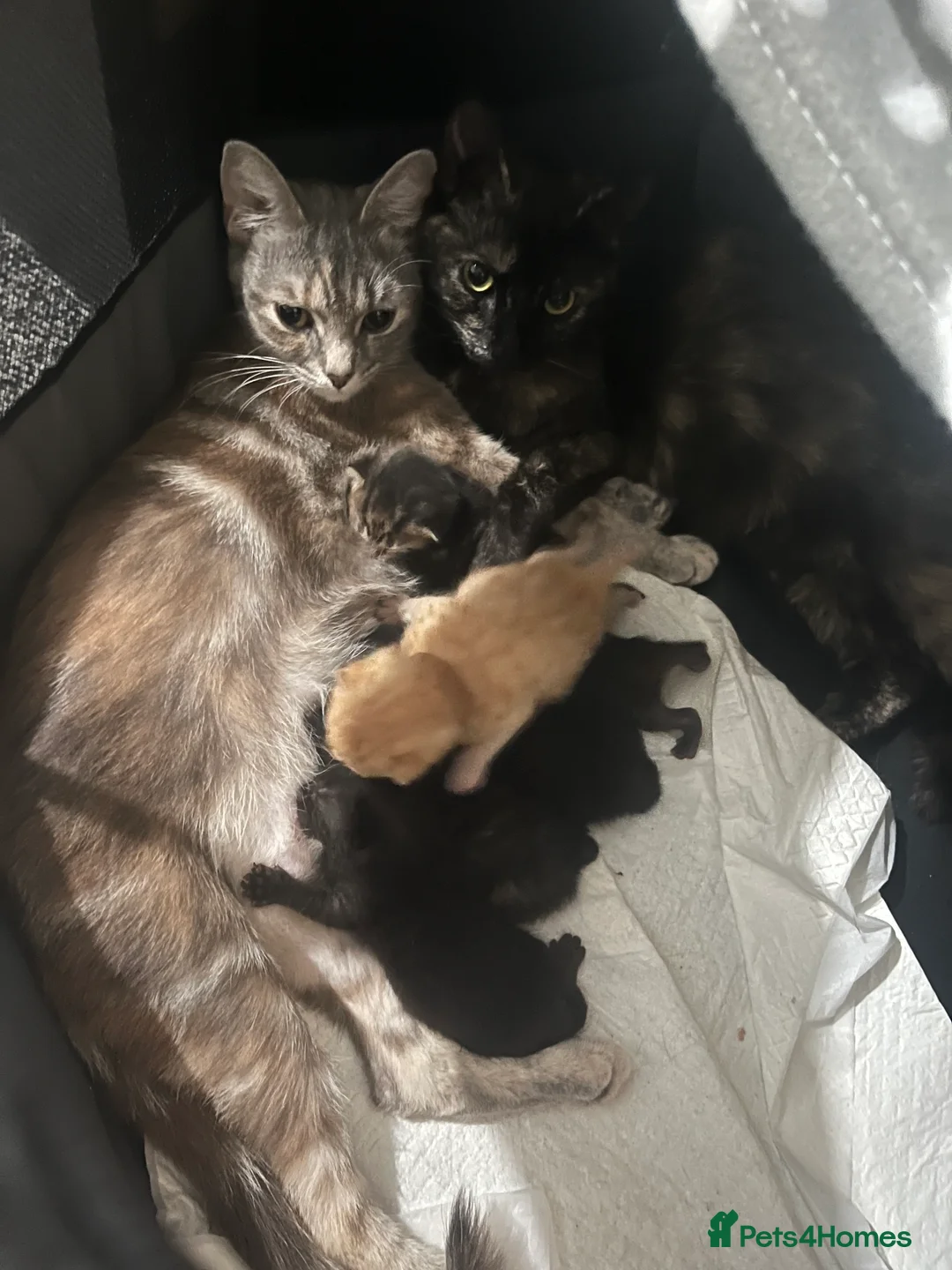 Mixed Breed cats for sale: Kittens  - Advert 1