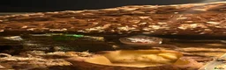Leopard Gecko reptiles for sale: Female leopard gecko  in Liverpool - Advert 2