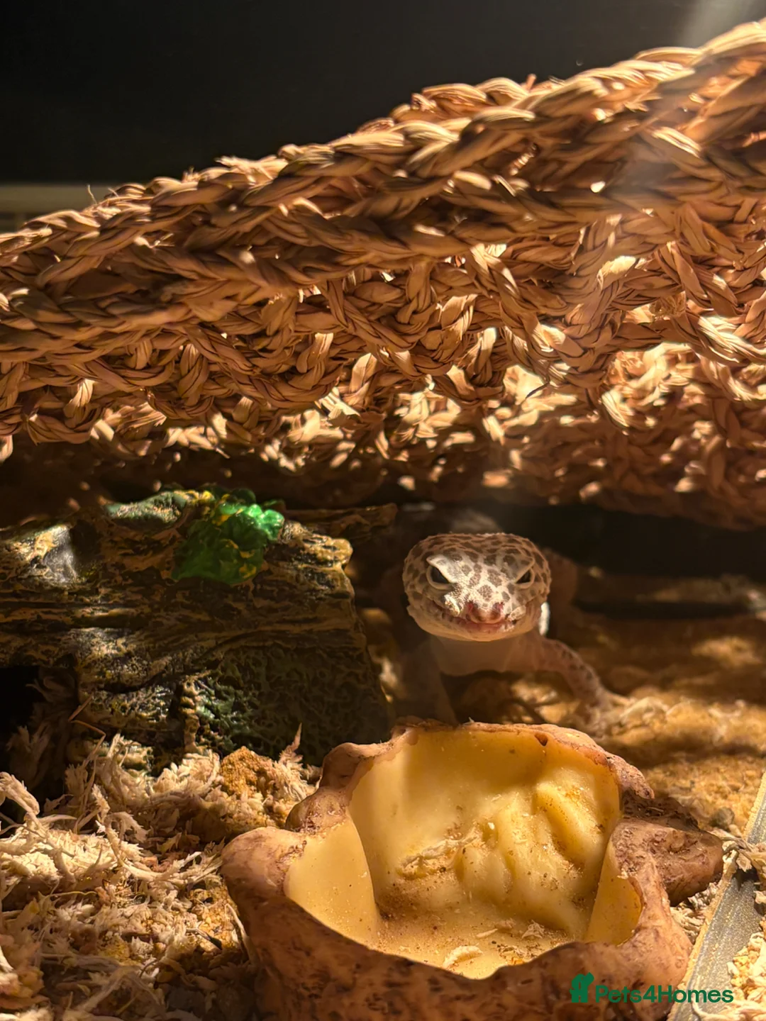 Leopard Gecko reptiles for sale: Female leopard gecko  in Liverpool - Advert 2