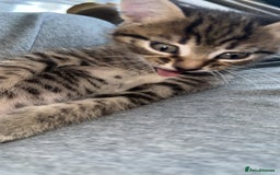 Domestic Shorthair cats for sale: Adorable tabby/bengal kittens to a good home - Image 33