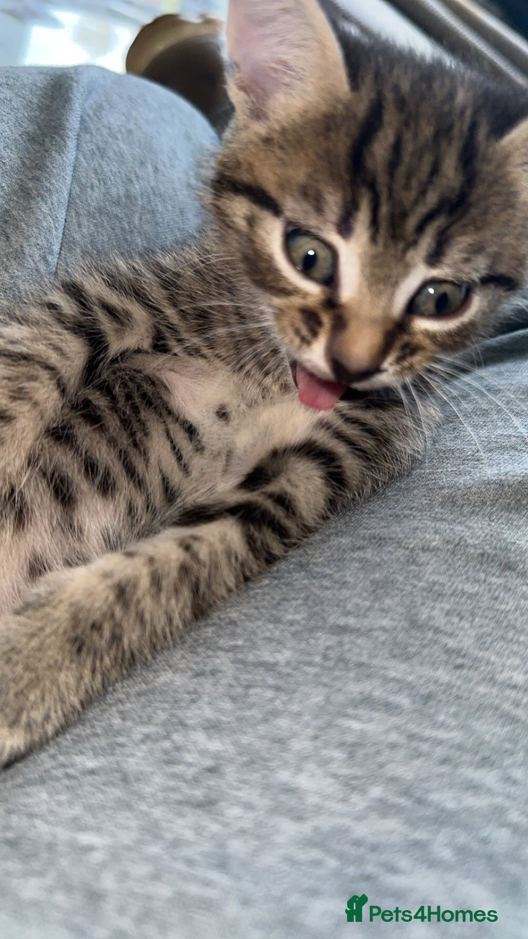 Domestic Shorthair cats for sale: Adorable tabby/bengal kittens to a good home - Image 33