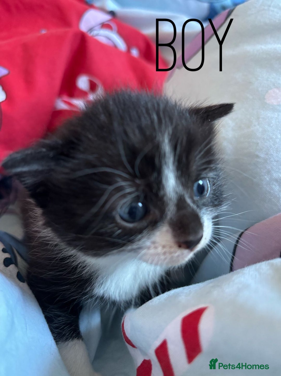 British Shorthair cats for sale: 4 beautiful kittens for sale  - Advert 14