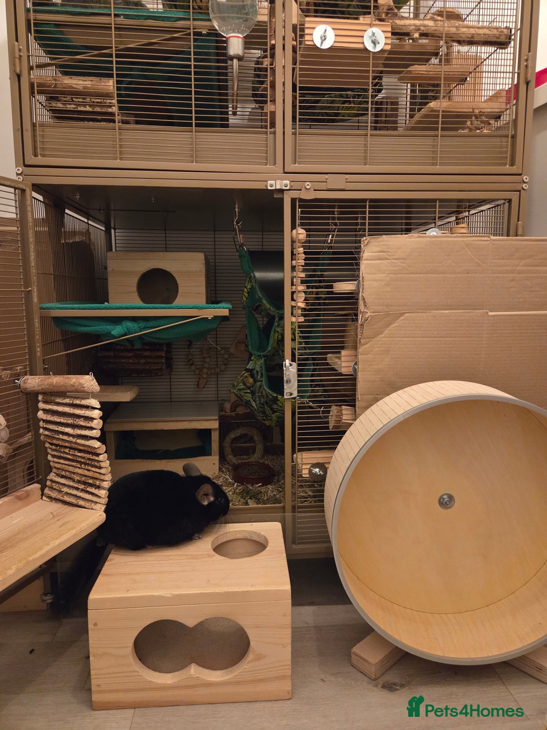 Chinchilla rodents for sale: Two Male Chinchillas with Cage and Set-Up - Advert 21