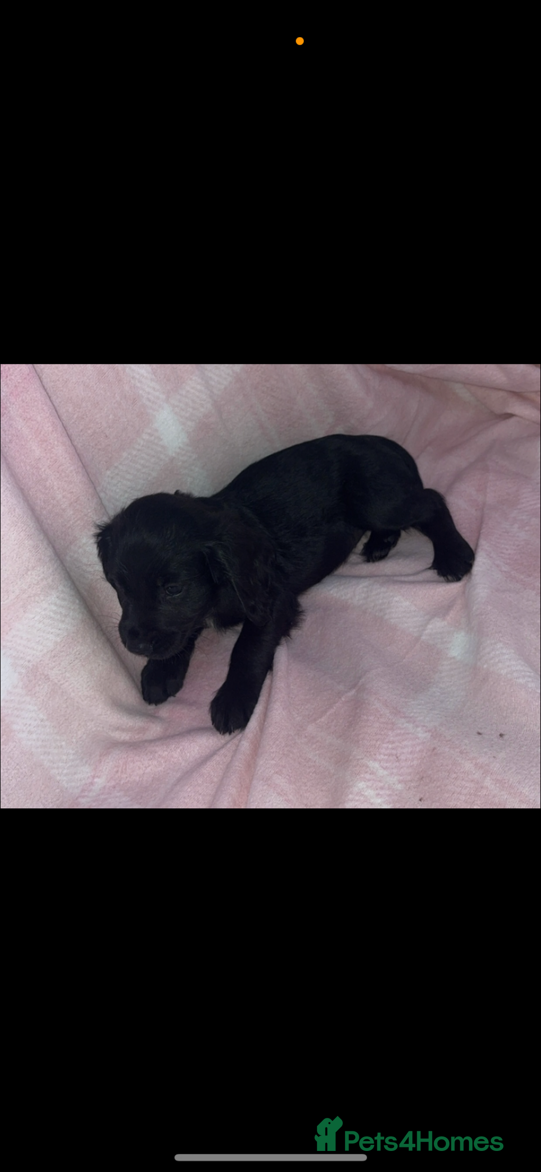 Cocker Spaniel dogs for sale: Ready to leave  - Image 10
