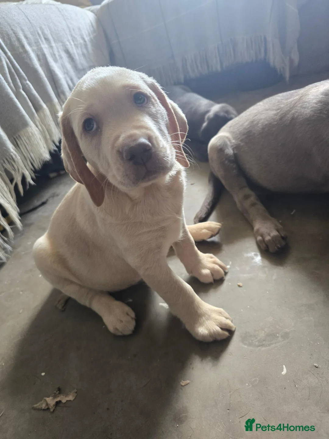 Mixed Breed dogs for sale: Lab Cross weimaraner  - Advert 2