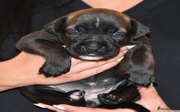 Belgian Shepherd Dog dogs for sale: Exceptional Herders from World-Class Lines - Image 21