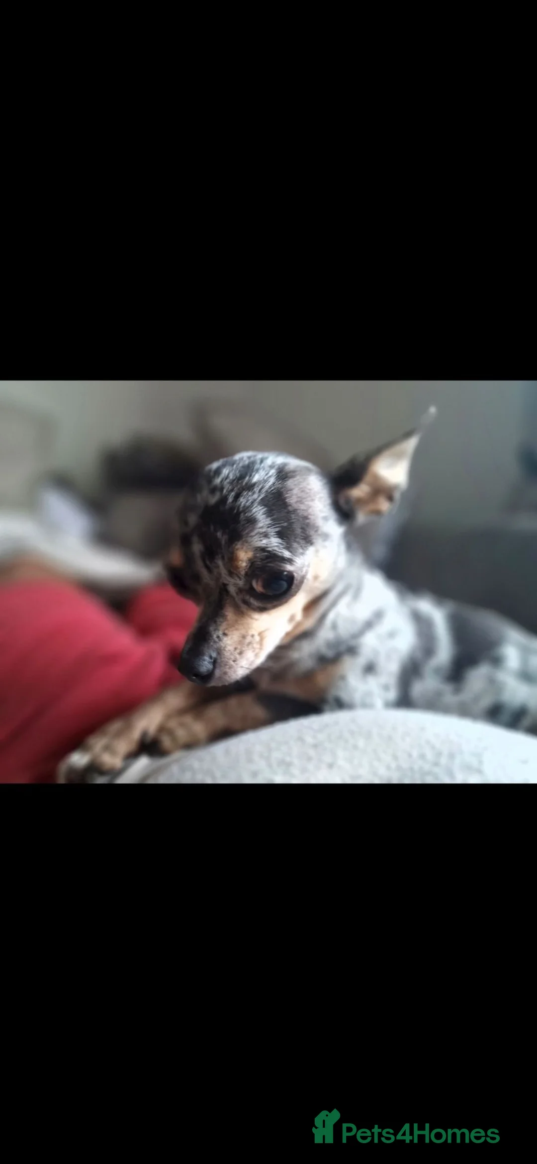 Chihuahua dogs for sale: 9 year old female chihuahua  - Advert 5