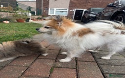 Pomeranian dogs for sale: 1 BOY 1 GIRL POMERANIAN PUPPIES AVAILABLE  - Image 14