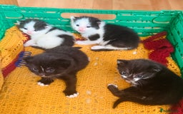 Mixed Breed cats for sale: 5 Beautiful Black & White Kittens Available  - Image 23
