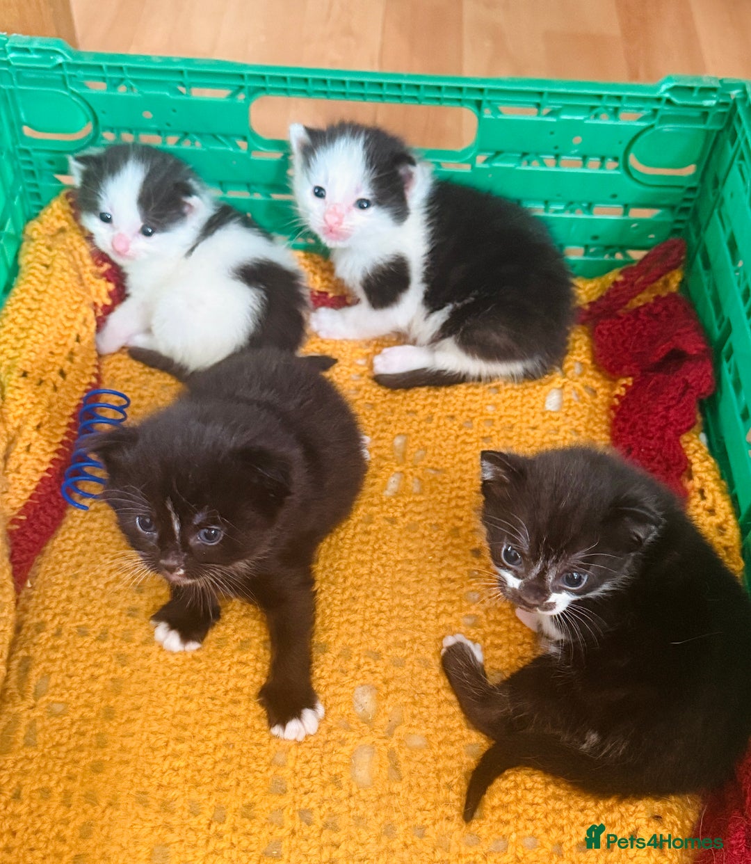 Mixed Breed cats for sale: 5 Beautiful Black & White Kittens Available  - Image 23