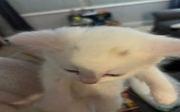 Mixed Breed cats for sale: Maine coon x kittens - Image 7