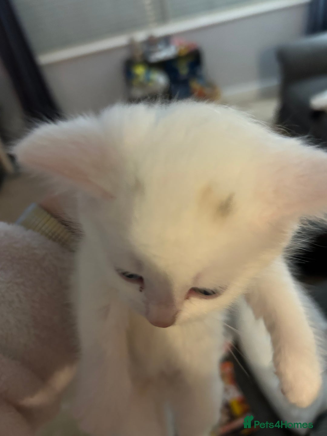 Mixed Breed cats for sale: Maine coon x kittens - Image 7