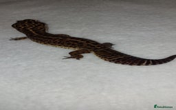 Leopard Gecko reptiles for sale: Three stunning leopard geckos for sale in Hinckley - Image 5