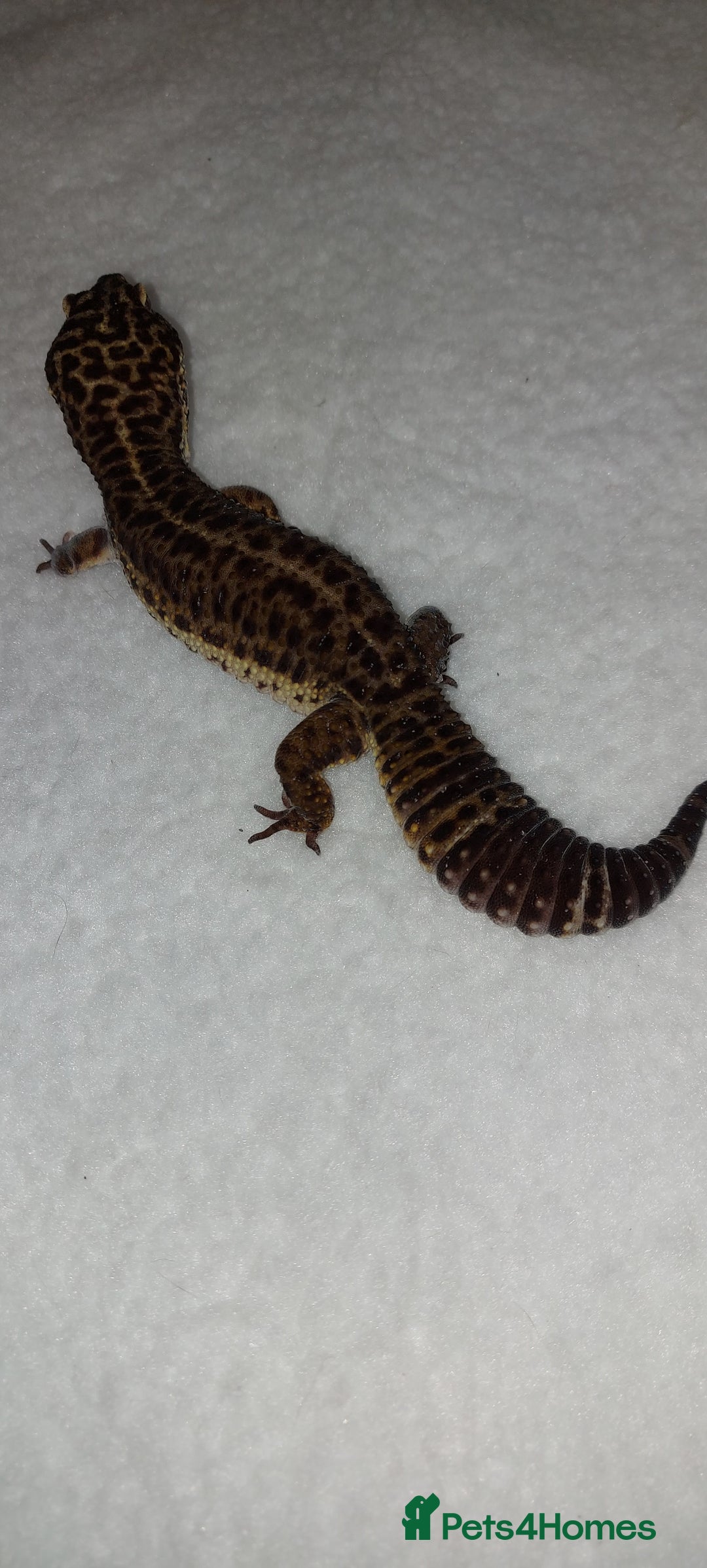 Leopard Gecko reptiles for sale: Three stunning leopard geckos for sale in Hinckley - Image 5