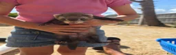 Ferret rodents for sale: Polecat/Ferret kits - Advert 3