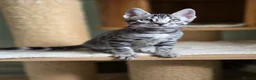 Bengal cats for sale: Gorgeous Health Tested Bengal Kittens  - Advert 16
