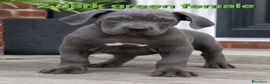 Dark green female 