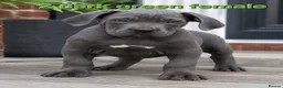 Cane Corso dogs for sale: Pure Cane corso need rehoming ready to leave now - Advert 7