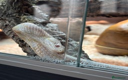 Corn Snake reptiles for sale: Female Corn Snake - Image 3