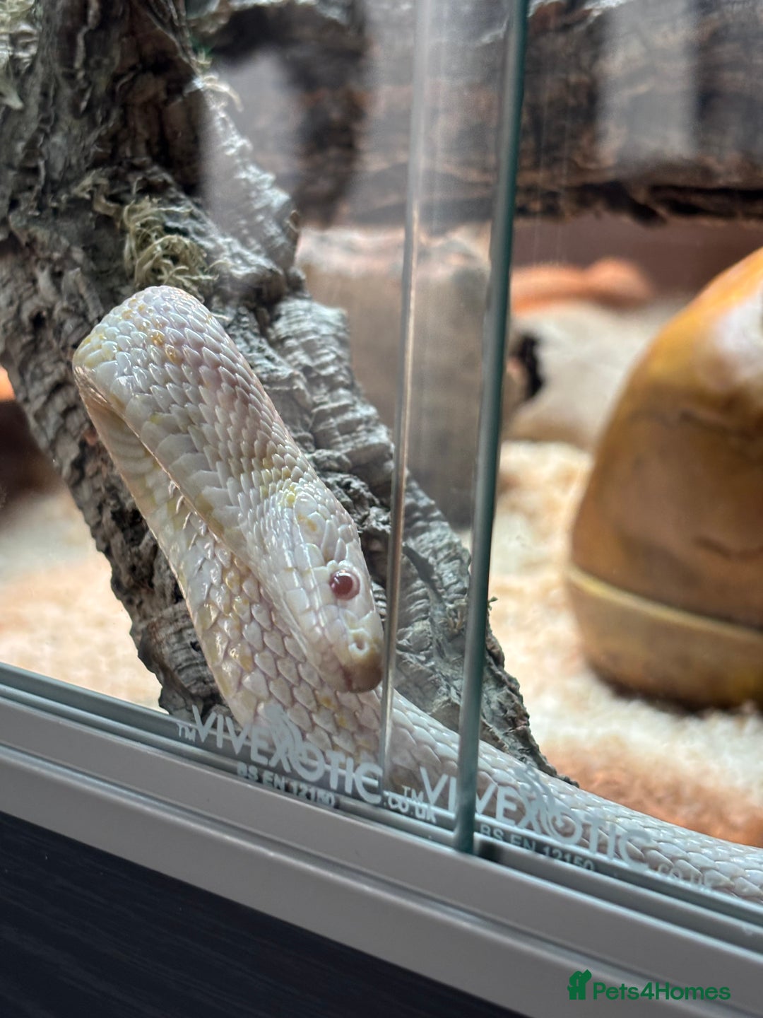 Corn Snake reptiles for sale: Female Corn Snake - Image 3