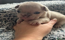 French Bulldog dogs for sale: French bulldog puppies  - Image 5