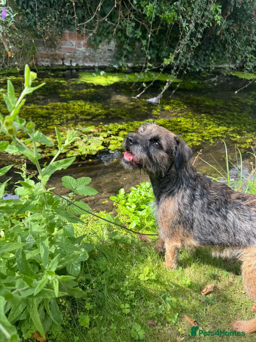 Border Terrier dogs for sale: Beautiful Border Terrier  - Advert 1