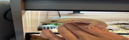 Leopard Gecko reptiles for sale: Two Leopard Geckos with Vivarium included in Chatham - Advert 5