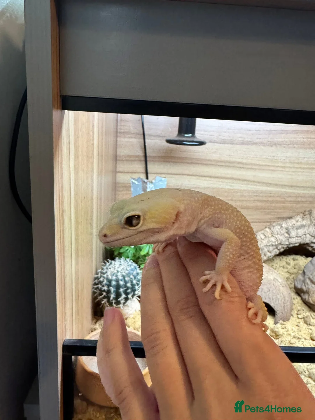 Leopard Gecko reptiles for sale: Two Leopard Geckos with Vivarium included in Chatham - Advert 5