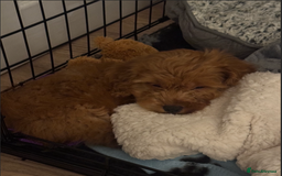 Cockapoo dogs for sale: Stunning F1 Cockapoo - Playful, Happy & Sweet boy - Image 2