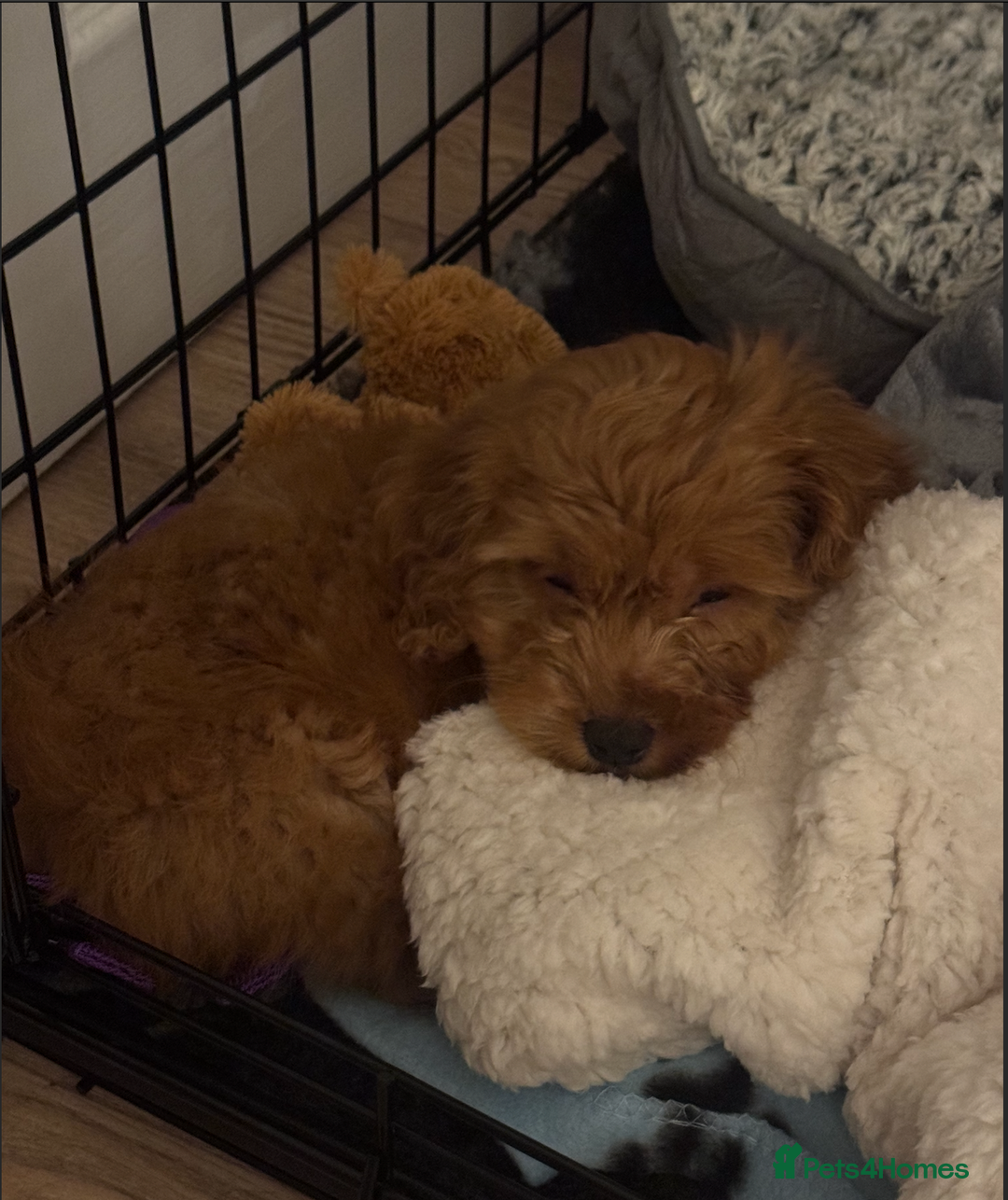 Cockapoo dogs for sale: Stunning F1 Cockapoo - Playful, Happy & Sweet boy - Image 2